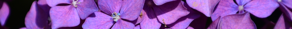 Bloemen 01 Hortensia.jpg